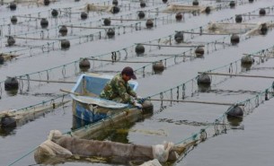 海參分級機 海參按照重量大小等級分組稱重分選