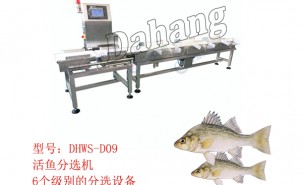 鱸魚(yú)分選機(jī):稱(chēng)重自動(dòng)分揀海鱸魚(yú),珠海大航出品就是好