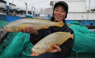 大黃魚(yú)分揀機(jī) 大黃魚(yú)分選機(jī)  大黃魚(yú)自動(dòng)稱(chēng)重分揀機(jī) 大黃魚(yú)自動(dòng)稱(chēng)重分選機(jī) 